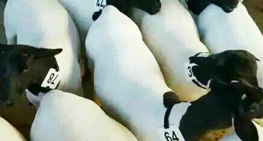 如何加工牛羊飼料？